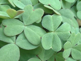 オキザリス スプリングチャーム　葉