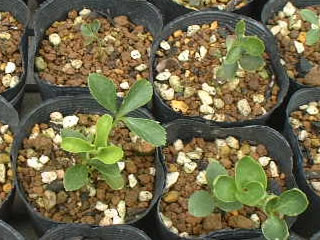 クリスマスローズ オリエンタリス 夏越中