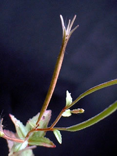 アカバナの果実