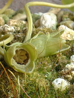 ヒメカンアオイの花