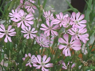 シレネ コロラタ ‘ピンクピルエット’