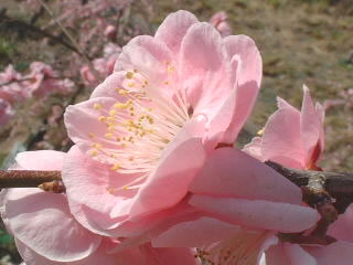 大縣神社　梅まつり