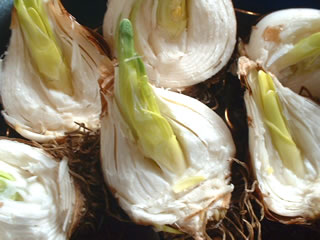 蟹爪水仙の準備