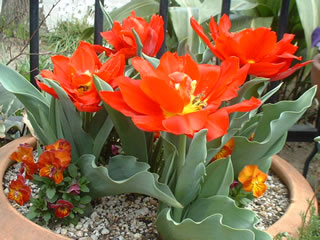 チューリップ ‘アバ’