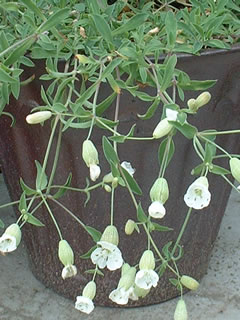 シレネ マリティマ（ユニフローラ）