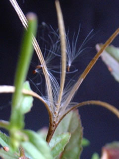 アカバナの種子