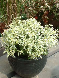 大文字草（ダイモンジソウ）みどり