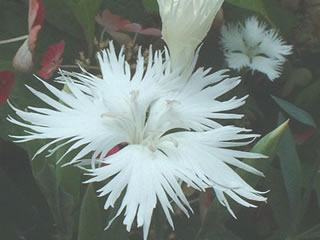 カワラナデシコ（河原撫子）