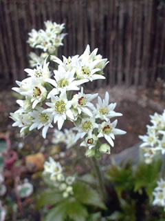 タンチョウソウ（イワヤツデ）