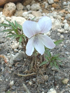 エイザンスミレ（叡山菫）