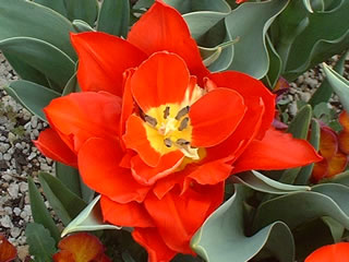 チューリップ アバ