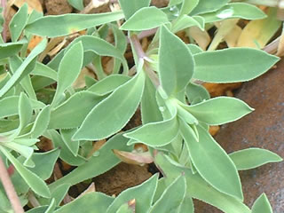 シレネ マリティマ（ユニフローラ）