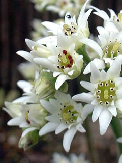 タンチョウソウ（イワヤツデ）