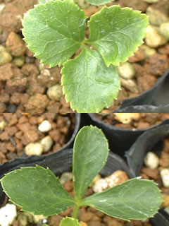 クリスマスローズ オリエンタリス 夏越中