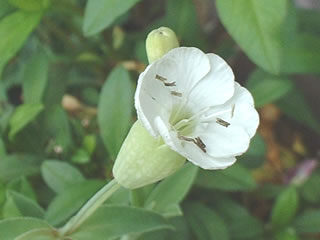 シレネ マリティマ（ユニフローラ）