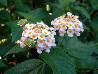 ランタナ カマラ