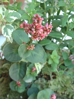 タデアイ（蓼藍）