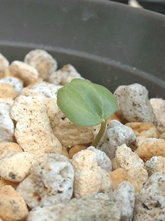 セツブンソウの子葉