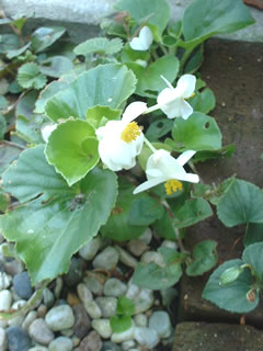 ベゴニア センパフローレンス 白花