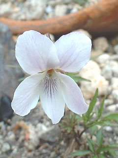 エイザンスミレの花