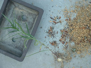 タカサゴユリ（高砂百合）