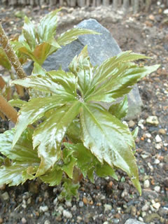 タンチョウソウの葉