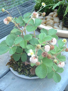 雪見イチゴの苔玉（実）