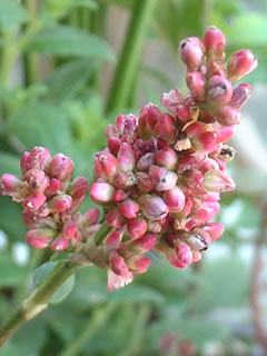 蓼藍（タデアイ）