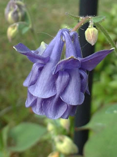 西洋オダマキ 八重紫花