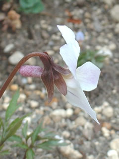 エイザンスミレの距