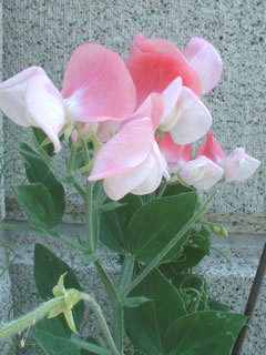 スイートピー　キューピッド（コンテナスイートピー）