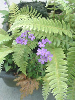 イワカラクサ（岩唐草）