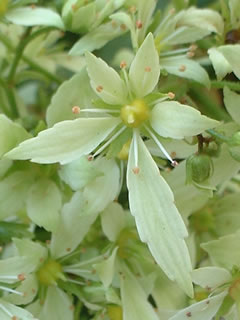 大文字草 ‘みどり’