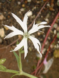 リクニス フロスククリ ホワイトロビン（白花カッコウセンノウ）