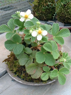 雪見イチゴの苔玉（花）