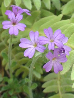 イワカラクサ（岩唐草）