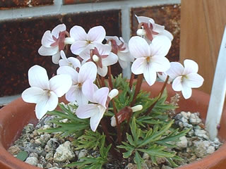 ウスベニヒゴスミレ(薄紅肥後）