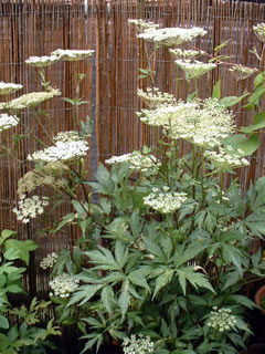 トウキ（当帰）