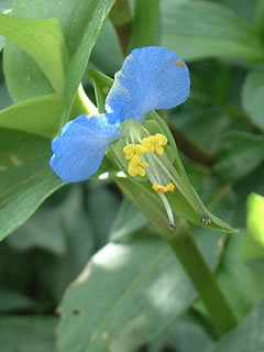 ツユクサ（露草）