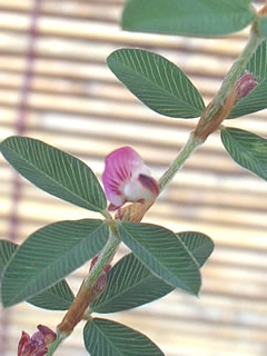 ヤハズソウ（矢筈草）