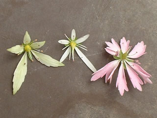 大文字草　花の大きさ比較