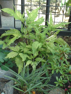 エイザンスミレの葉（花後）