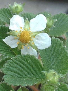 雪見イチゴの花