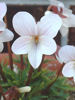 ウスベニヒゴスミレの花