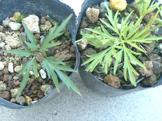 エイザンスミレとヒゴスミレの葉