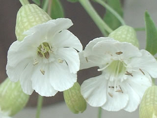 シレネ ユニフローラ（ホテイマンテマ）