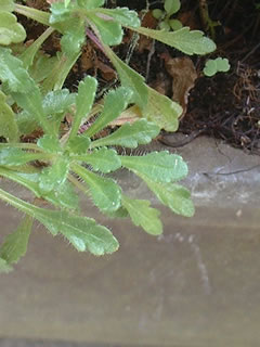 イワカラクサの葉