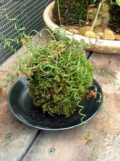 ラセンイ（ユンカス・スパイラル）