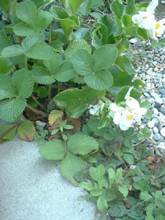 雪見イチゴとベゴニア