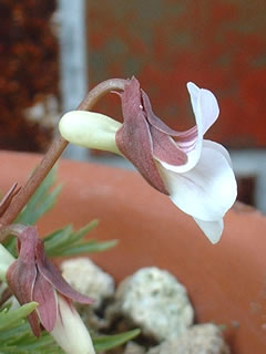 ウスベニヒゴスミレの距